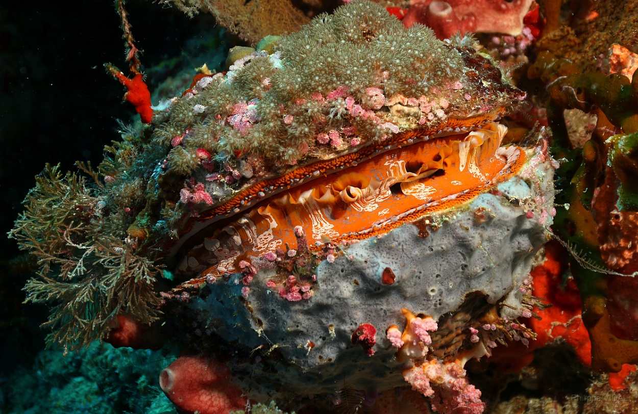 Sipadan_2015_Spondyle_Spondylus aurantius_IMG_3243_rc.jpg